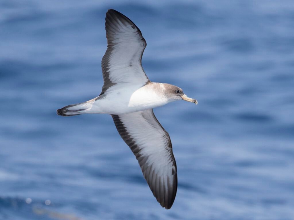 Graceful shearwaters soaring above the ocean waves, a mesmerizing display of seabirds in flight. These agile creatures, known for their long migrations, add a touch of natural elegance to the coastal skies."