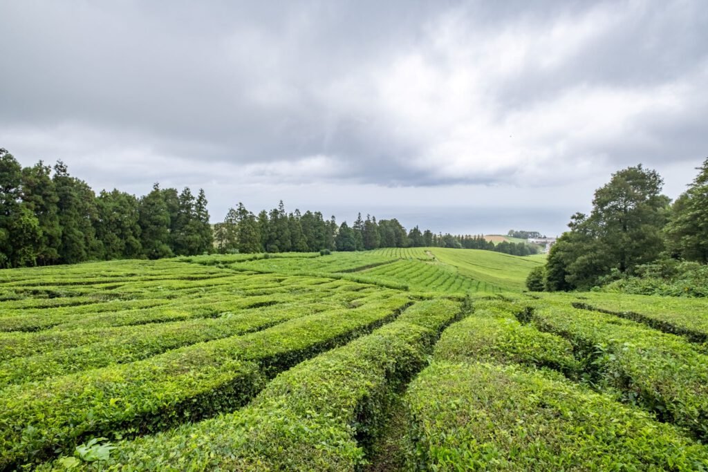 Tranquil São Miguel tea farm, where lush terraced plantations meet the rolling hills. A picturesque scene capturing the charm of Azorean tea cultivation against the backdrop of the island's natural beauty