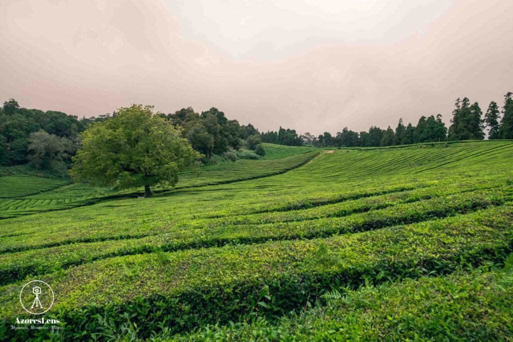 Tranquil São Miguel tea farm, where lush terraced plantations meet the rolling hills. A picturesque scene capturing the charm of Azorean tea cultivation against the backdrop of the island's natural beauty