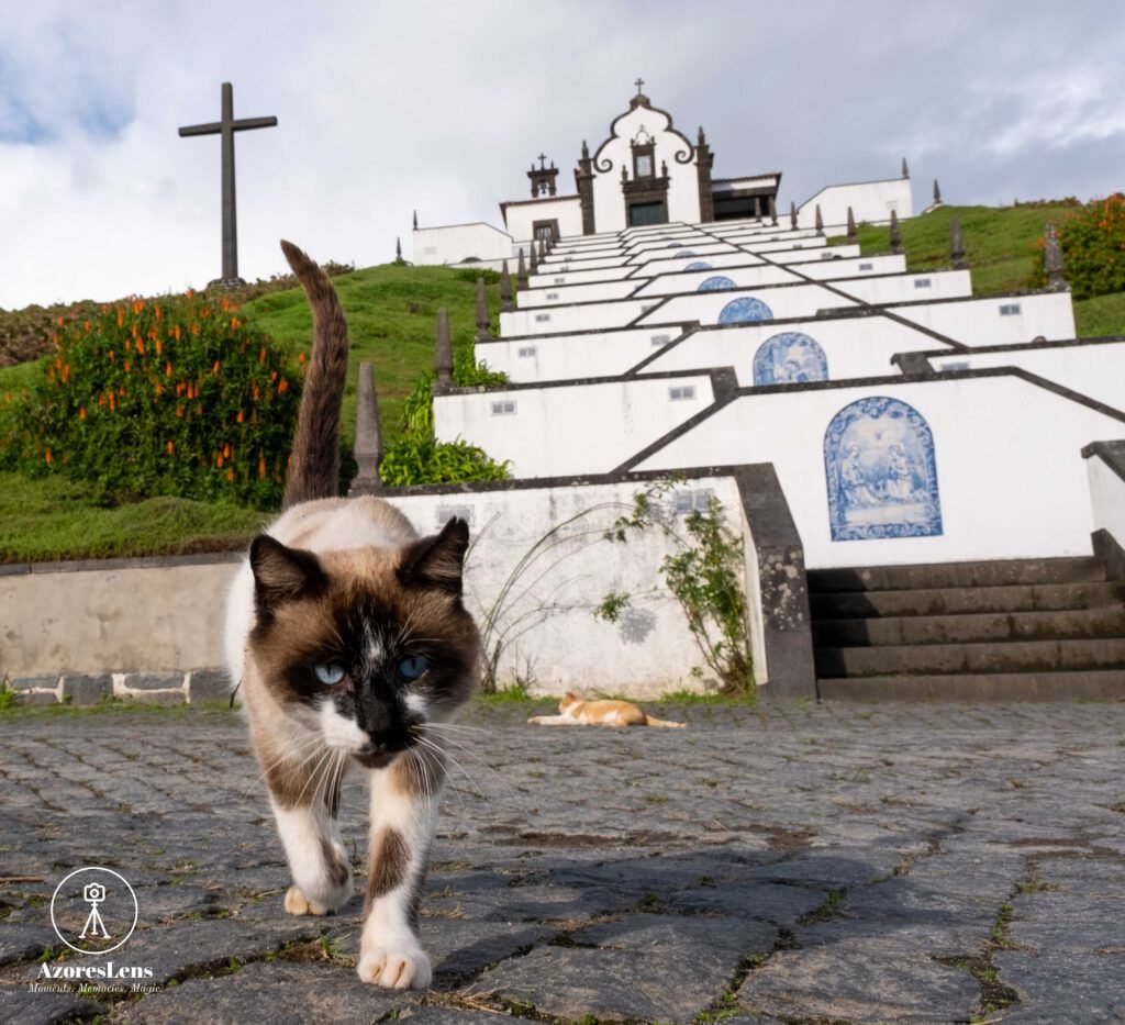 Nossa Senhora da Paz and a walking cat. A picturesque view capturing the monuments of São Miguel Island in the Azores.