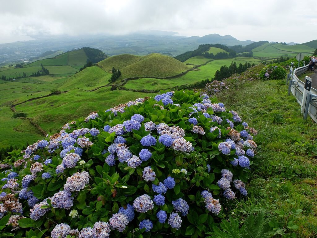 Scenic Azorean volcanic landscape adorned with lush green grass and rolling hills. A captivating view of the unique coexistence of volcanic formations and vibrant vegetation on São Miguel Island.