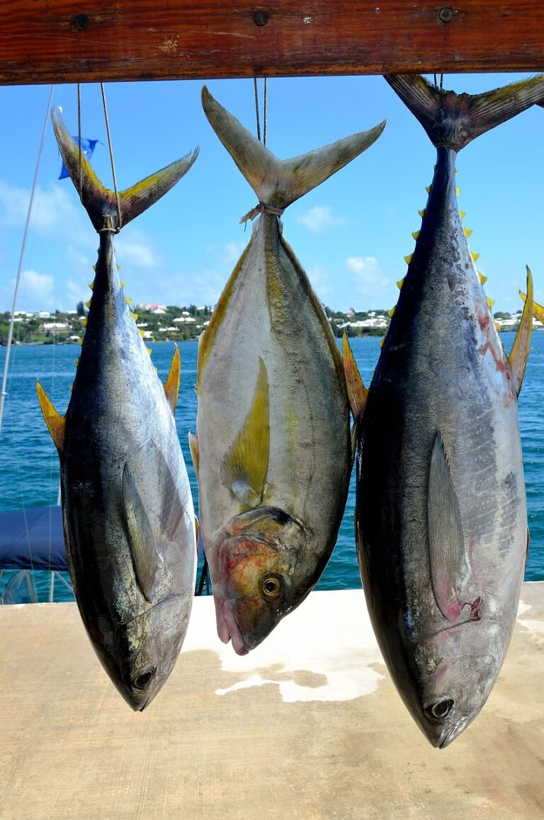 Fishing in the Atlantic