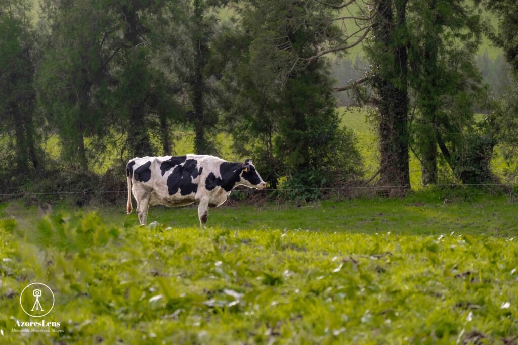 Serene scene of Azorean cows grazing on lush green grass, embodying the idyllic beauty of São Miguel Island's pastoral landscapes.